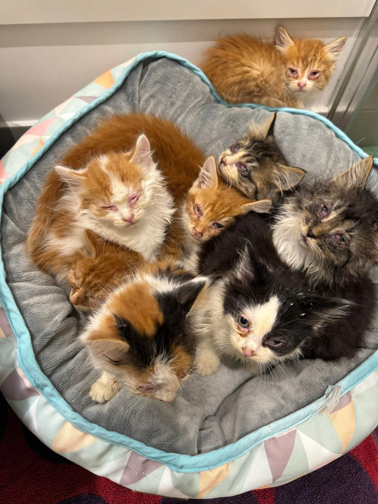 8 Kittens recovering from cat flu