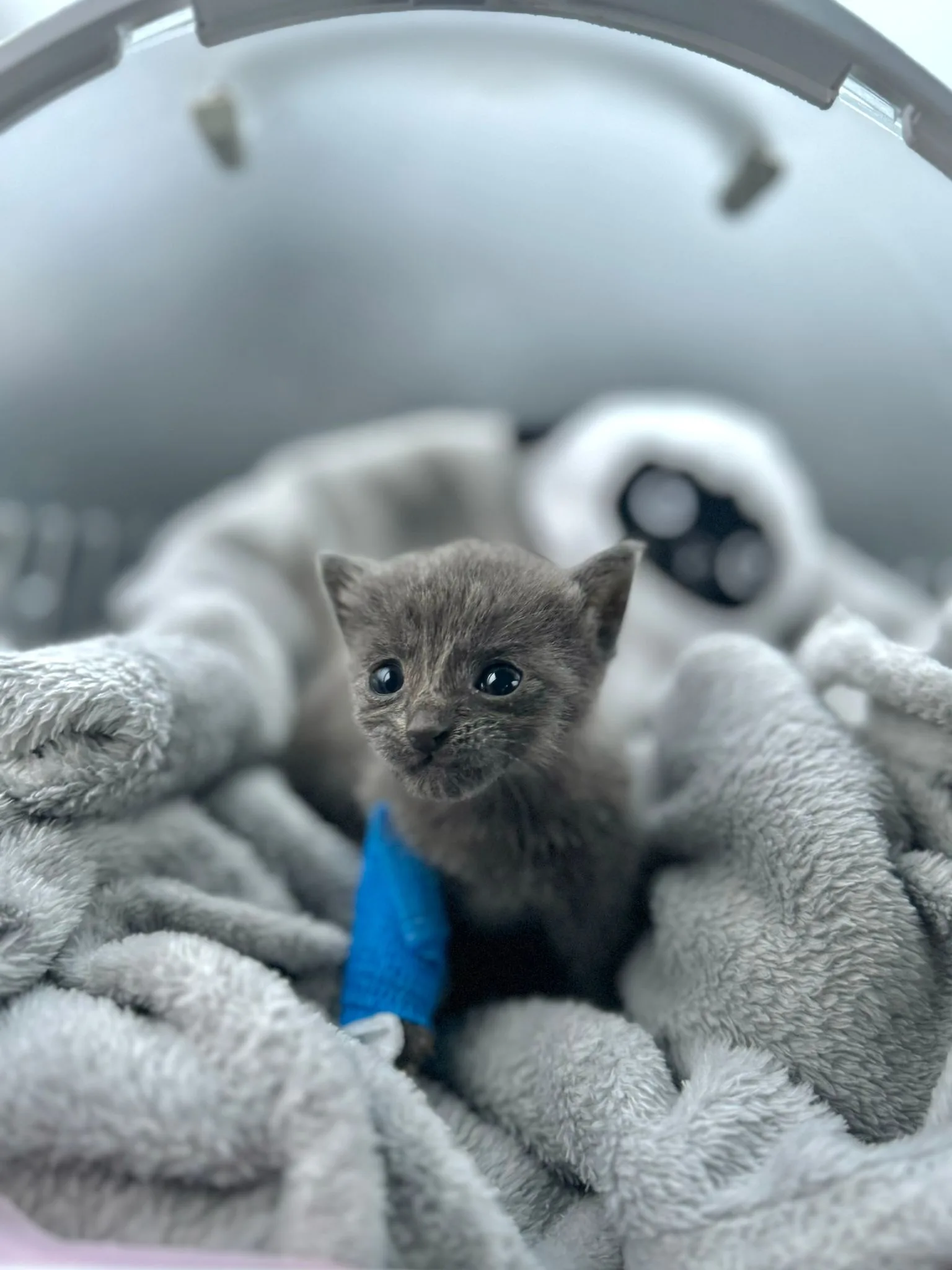 Whisper after his first emergency visit.