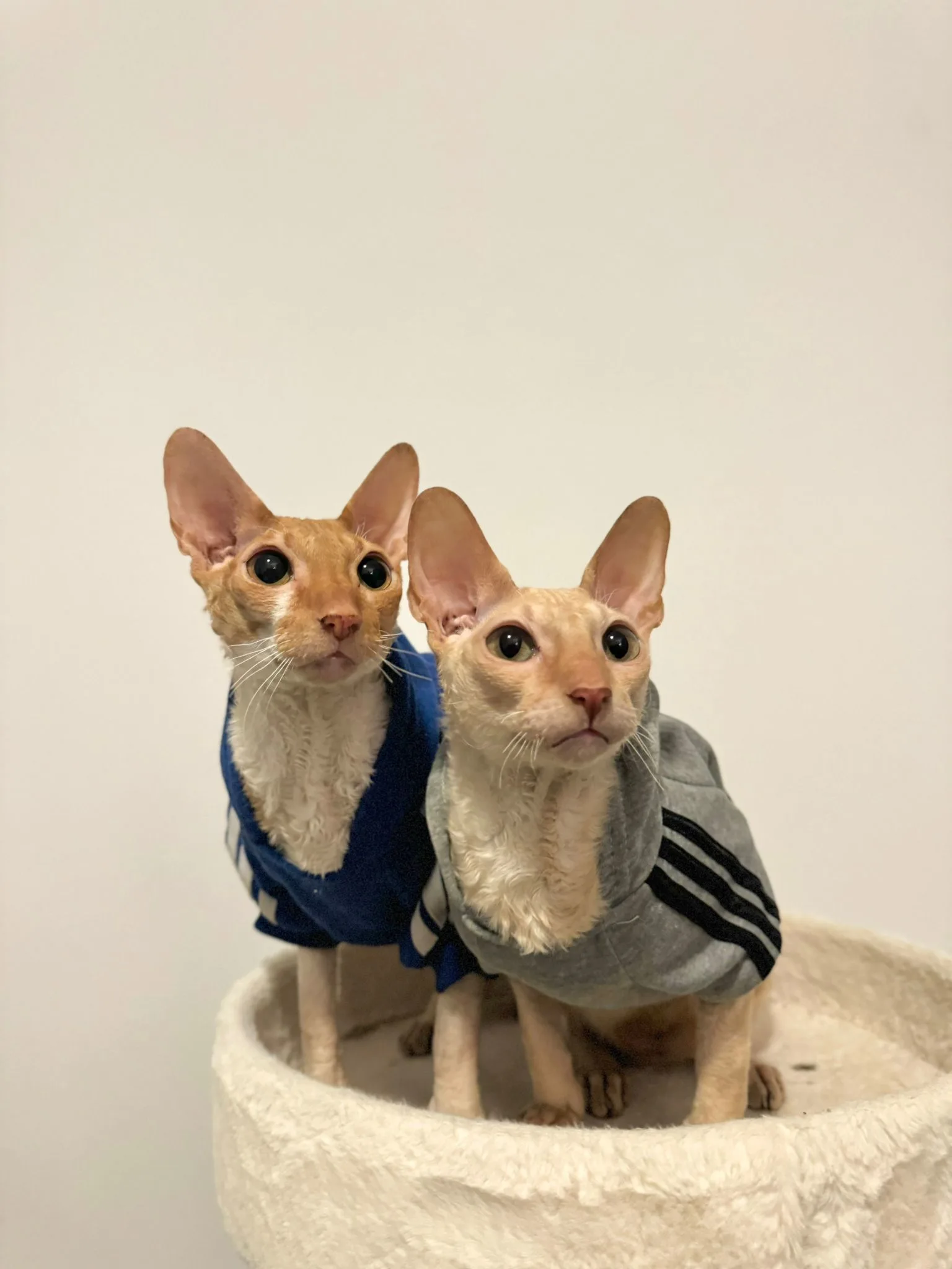 Crinkle and Curly, a pair of cute Devon Rex brothers